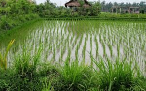 Read more about the article Ubud’s Hidden Gem: The Free Kajeng Rice Field Walk