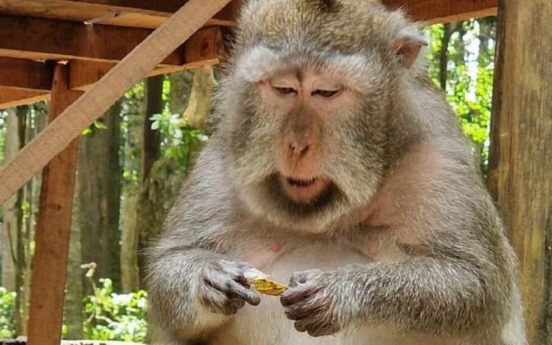 close up of a monkey trying to peel a peanut shell open in Bali with greenery in the background