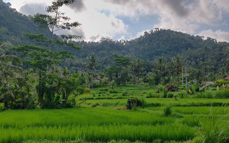 lush green rice fields surround by mountainous terrain