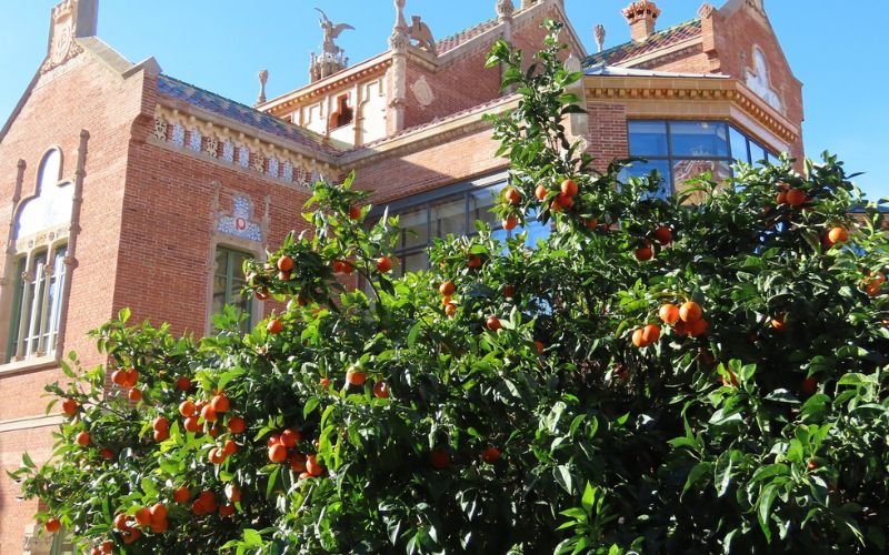 dark green leafy tree with minature ornate organges growing with historic building in the background